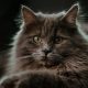 7 Fakta Menarik Mengenai Kucing Maine Coon