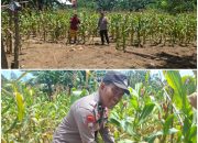 Manfaatkan Lahan Kosong Guna Dukung Swasembada Pangan Nasional, Bhabinkamtibmas Polsek Baruga Rutin Sambangi Warga Binaannya