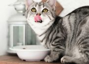 Berikut Ini Porsi Wet Food Harian untuk Kucing