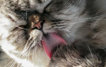 Fakta dan Fungsi Lidah Kucing Terasa Kasar