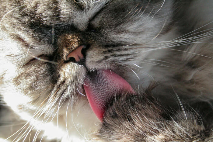 Fakta dan Fungsi Lidah Kucing Terasa Kasar