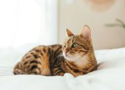 Mengenal Hewan Eksotis Ras Kucing Bengal Mengenal Hewan Eksotis Ras Kucing Bengal