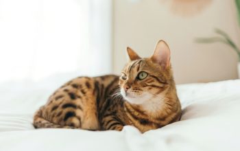 Mengenal Hewan Eksotis Ras Kucing Bengal Mengenal Hewan Eksotis Ras Kucing Bengal