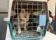 KAI Logistik Catat 13.435 Pengiriman Hewan Saat Ramadan – IdulFitri KAI Logistik Catat 13.435 Pengiriman Hewan Saat Ramadan – IdulFitri