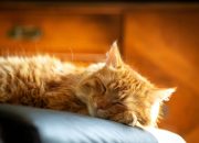 Durasi Ideal Kucing Dewasa Tidur Durasi Ideal Kucing Dewasa Tidur