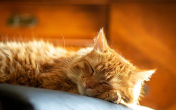 Durasi Ideal Kucing Dewasa Tidur Durasi Ideal Kucing Dewasa Tidur