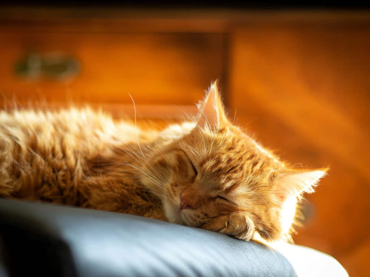 Durasi Ideal Kucing Dewasa Tidur