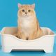 Rekomendasi Pasir Kucing Serap Bau di Ruangan Indoor