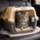 Tips Bawa Kucing Mudik Pakai Pet Cargo