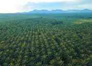 Gangguan Premanisme di Perkebunan Sawit Ancaman Nyata bagi Ketahanan Energi Nasional.