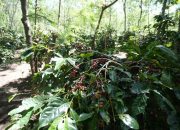 Holding Perkebunan Nusantara Dorong Kinerja Kopi PalmCo Tetap Solid di Tengah Tekanan Cuaca