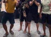 Diduga Kapolsek Pante labu dapat setoran dari judi sabung ayam “Sis Bengkel&Heri”,Diminta Kepada Kapolres dan Kapolda tangkap dan Copot Kapolsek Pante labu