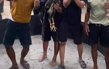 Diduga Kapolsek Pante labu dapat setoran dari judi sabung ayam “Sis Bengkel&Heri”,Diminta Kepada Kapolres dan Kapolda tangkap dan Copot Kapolsek Pante labu