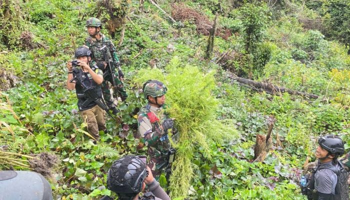 Jenderal Lucky Avianto Turun Gunung Hancurkan Ladang Ganja Di Pedalaman Rimba, Paska ‘Dilegalkan’ OPM Papua