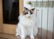 Mengenal Ragdoll Cat dan Pemeliharaan Bulunya