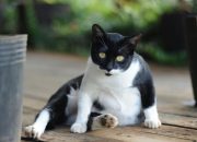 Penyebab Perut Kucing Membesar dan Cara Mengatasinya