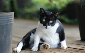 Penyebab Perut Kucing Membesar dan Cara Mengatasinya