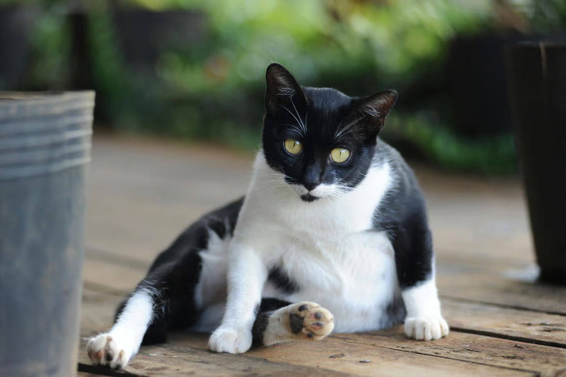 Penyebab Perut Kucing Membesar dan Cara Mengatasinya