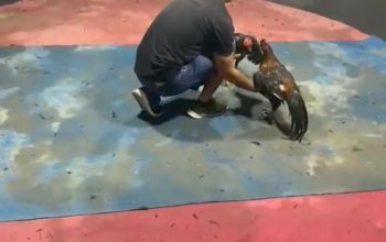 Kapolsek Kutalimbaru diduga terima setoran dari Sabung ayam Gudang “Alamjaya diduga milik Edy,Kapolda sumut diminta copot kapolsek kutalimbaru dan tangkap bandar judi sabung ayam