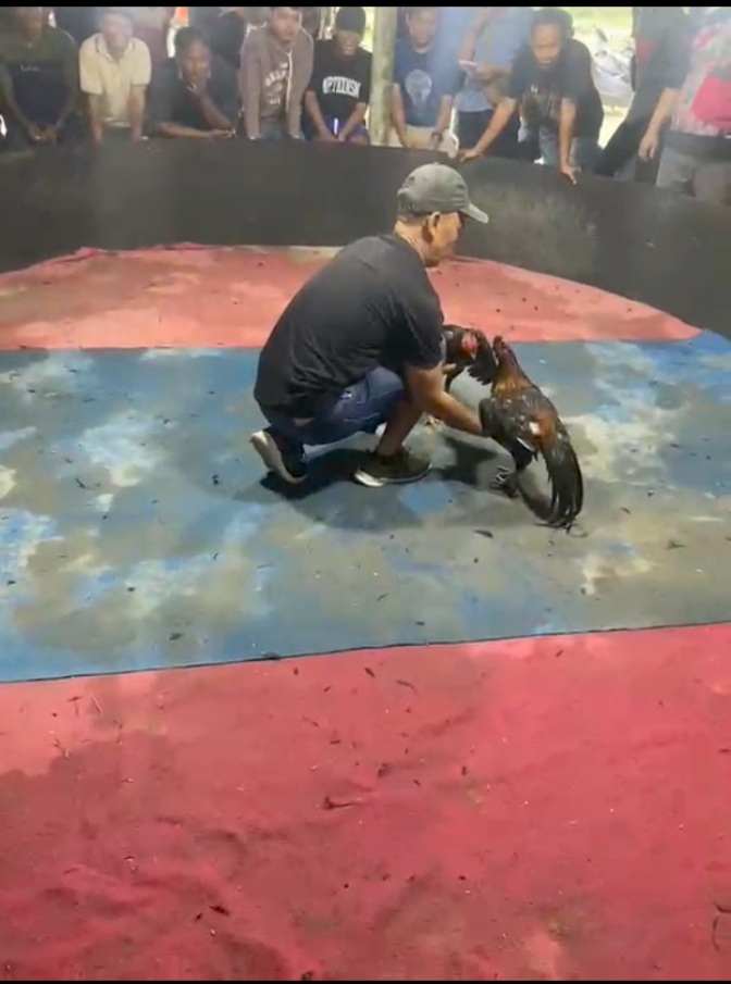 Kapolsek Kutalimbaru diduga terima setoran dari Sabung ayam Gudang “Alamjaya diduga milik Edy,Kapolda sumut diminta copot kapolsek kutalimbaru dan tangkap bandar judi sabung ayam