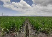 Holding Perkebunan Nusantara Dukung Ketahanan Pangan, PTPN I Masuk Bisnis Singkong dan Jagung