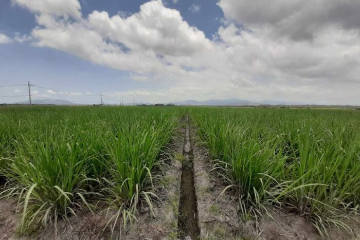 Holding Perkebunan Nusantara Dukung Ketahanan Pangan, PTPN I Masuk Bisnis Singkong dan Jagung