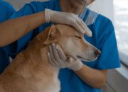 Kenali Tanda Anjing Rabies dan Langkah Penanganannya