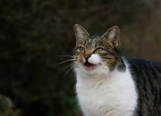 Mengenal Berbagai Suara Kucing dan Maknanya
