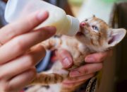 Panduan Memberikan Susu pada Anak Kucing Sesuai Kebutuhan