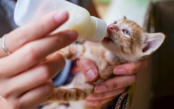 Panduan Memberikan Susu pada Anak Kucing Sesuai Kebutuhan