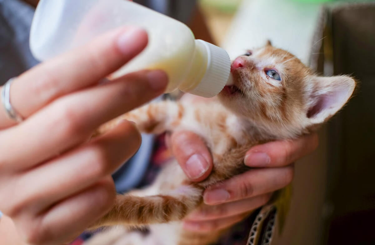 Panduan Memberikan Susu pada Anak Kucing Sesuai Kebutuhan