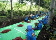 Holding Perkebunan Nusantara Perkuat Daya Saing, Ekspor Kopi Ijen ke AS dan Inggris