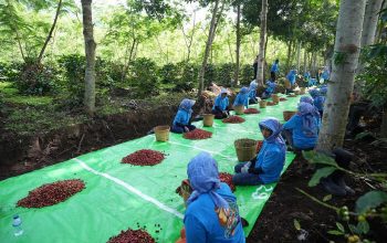 Holding Perkebunan Nusantara Perkuat Daya Saing, Ekspor Kopi Ijen ke AS dan Inggris