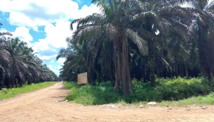 Dalih “Kawasan Hutan” Dipertanyakan, Panen Tanpa Izin Berlanjut: AWNI Jambi Desak Kepastian Hukum Kasus Koperasi Fajar Pagi
